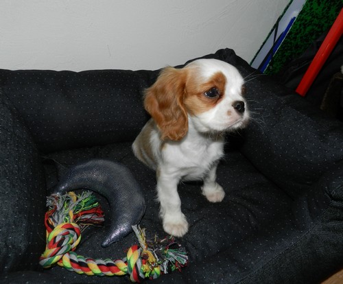 Cavalier king charles